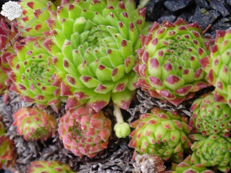 montanum ssp. stiriacum