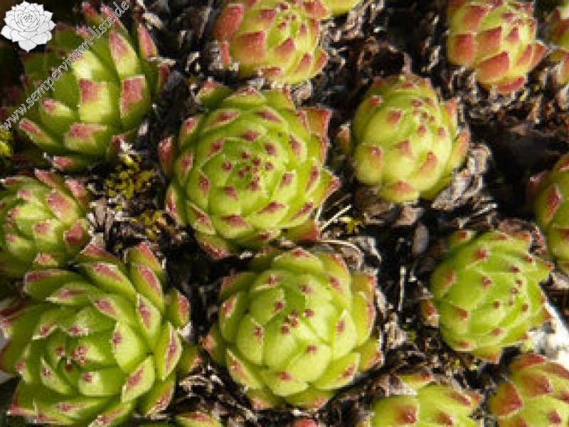 montanum ssp. stiriacum