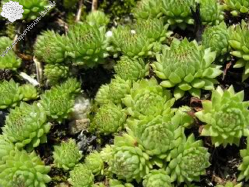 montanum ssp. stiriacum