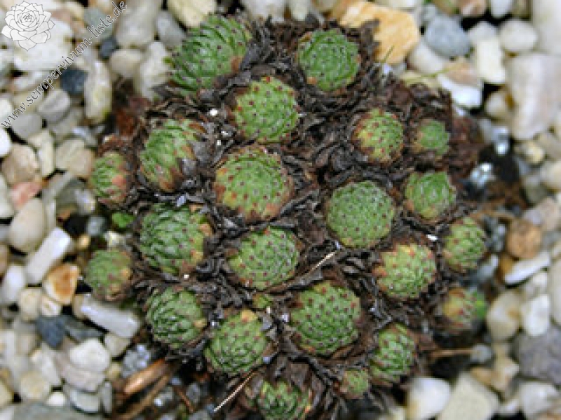 montanum ssp. stiriacum