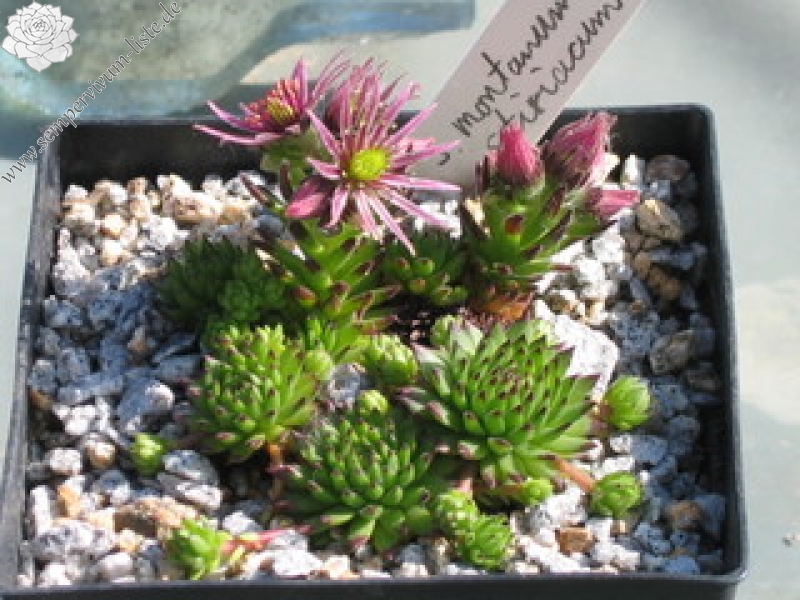 montanum ssp. stiriacum
