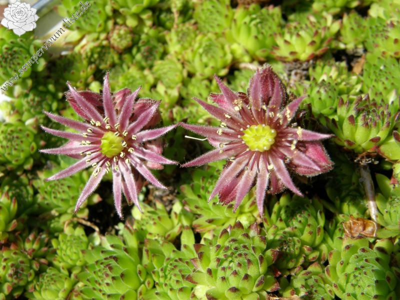 montanum ssp. stiriacum