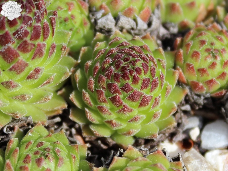 montanum x S. ossetiense