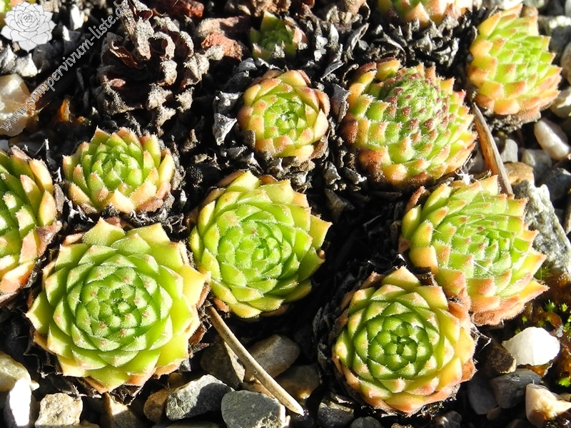 montanum x S. ossetiense