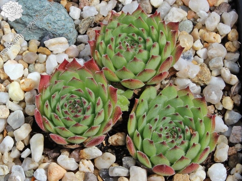 montanum x S. pittonii