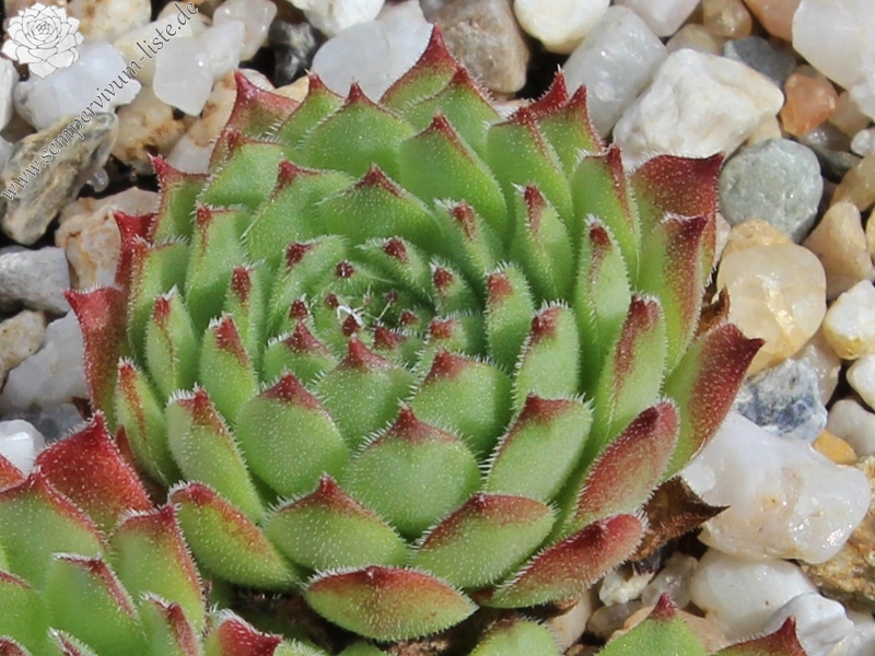 montanum x S. pittonii