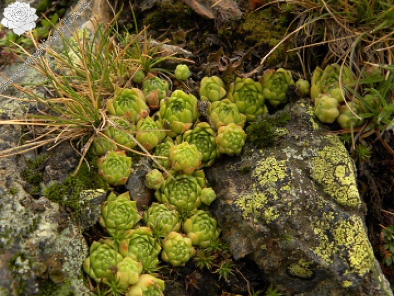 montanum x S. tectorum from Col du Tourmalet (unterhalb)