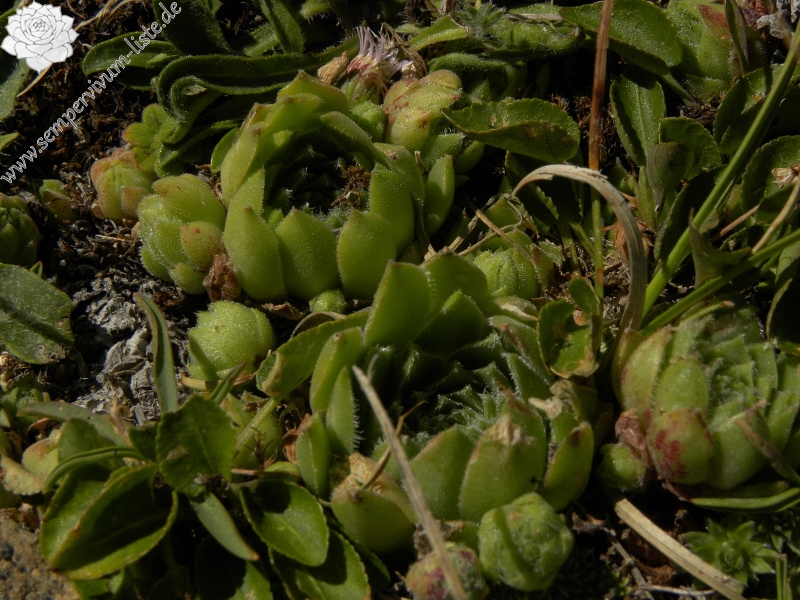 montanum x S. tectorum from Punta Acuta Ost