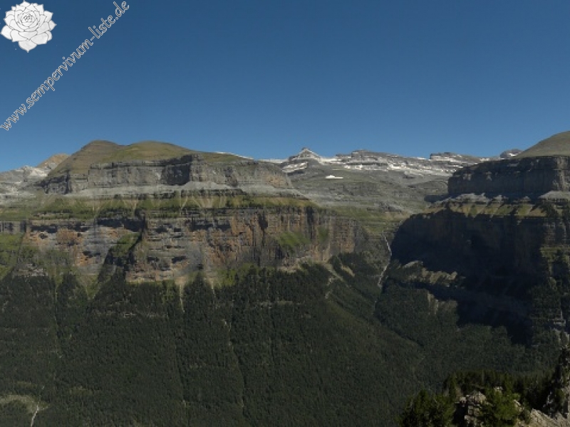 montanum x S. tectorum from Punta Acuta Ost