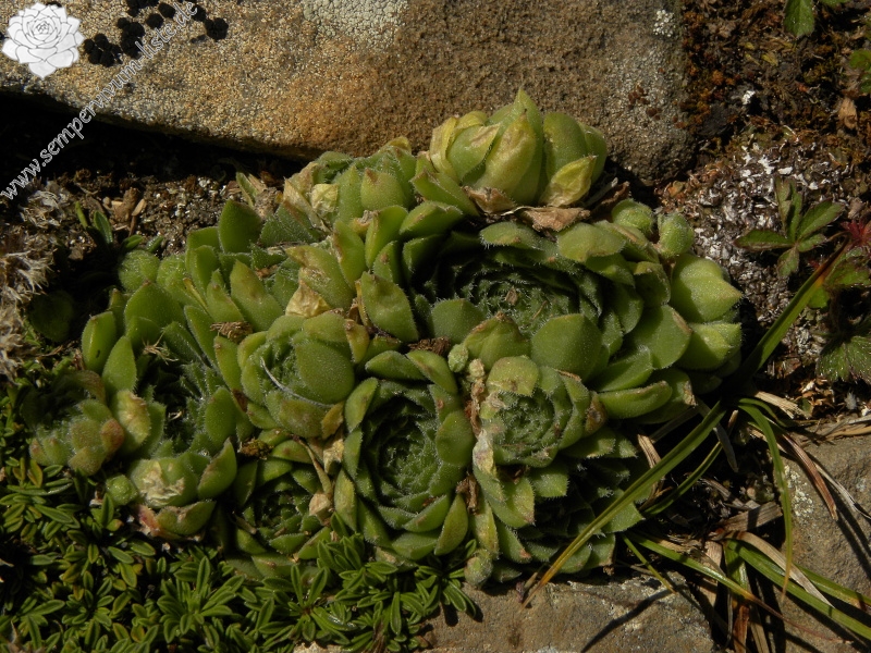 montanum x S. tectorum from Punta Acuta Ost