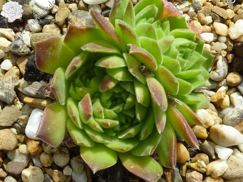 heuffelii from Musalenski