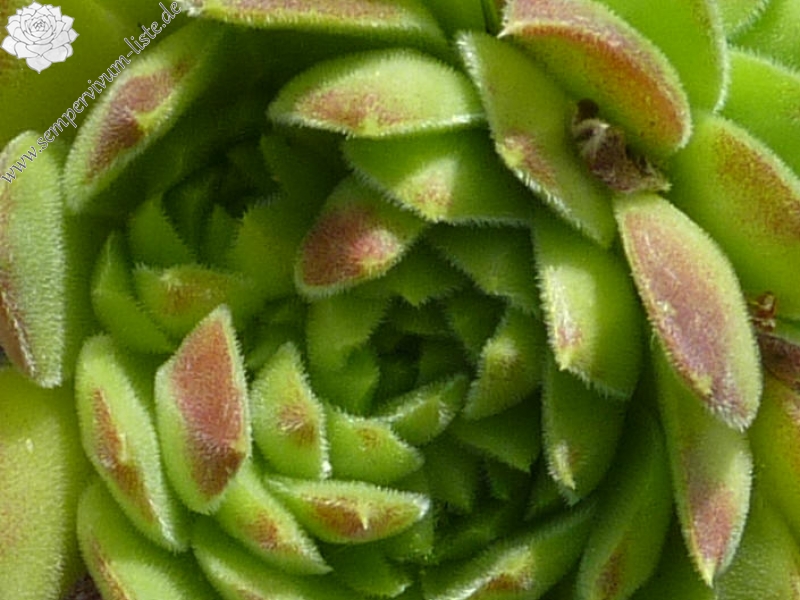 heuffelii from Musalenski