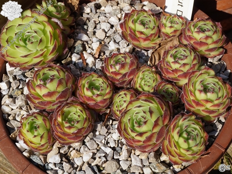 sp. from Nemrut Dagh