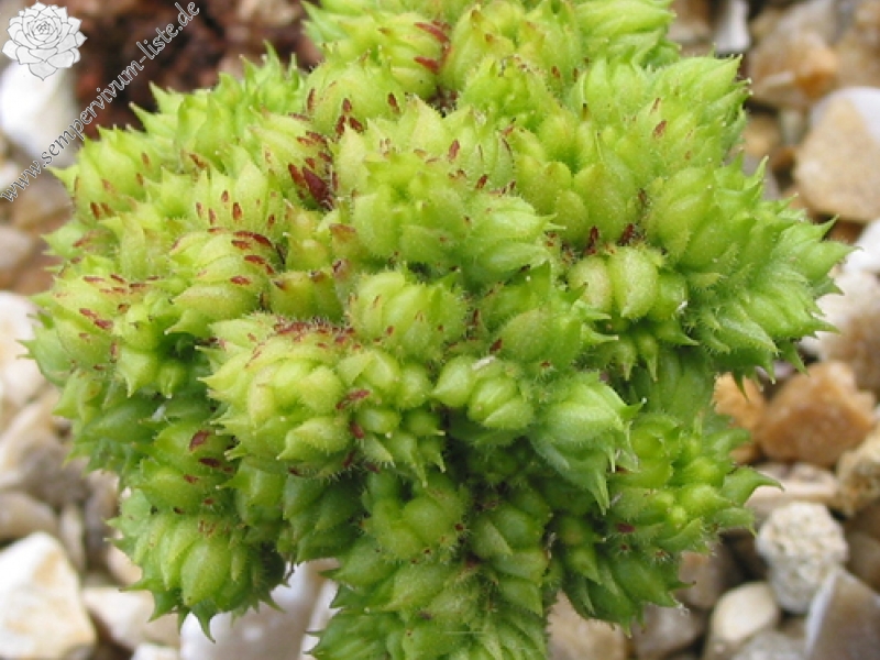ciliosum ssp. octopodes (apetalum)