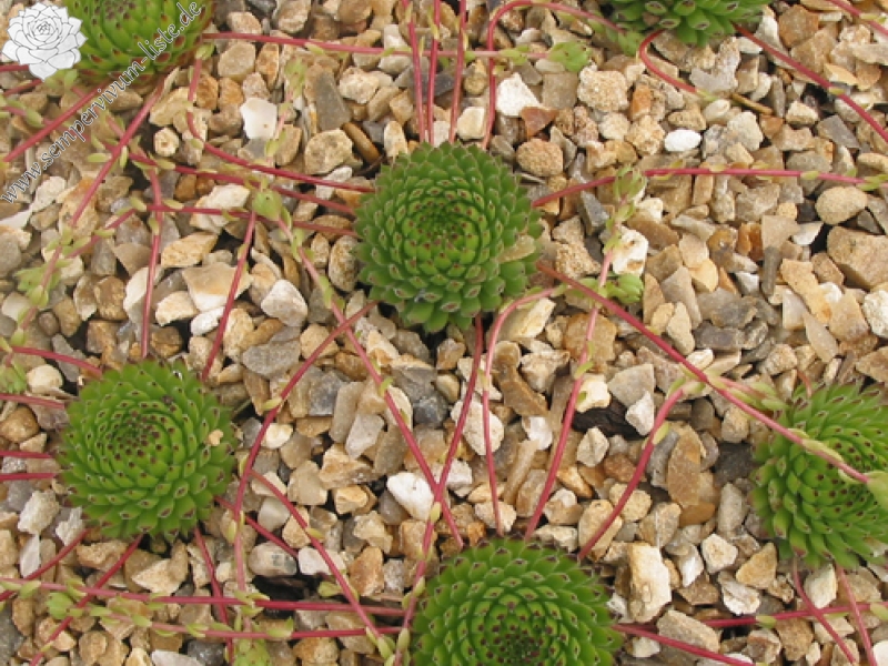 ciliosum ssp. octopodes (apetalum)