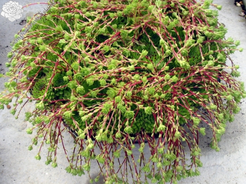 ciliosum ssp. octopodes (apetalum)