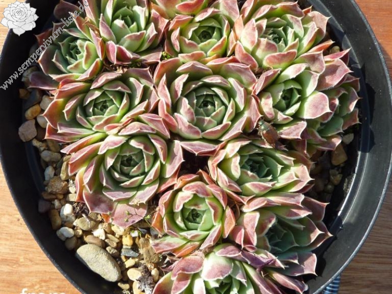 heuffelii from Maje e Ostrovicës (I)