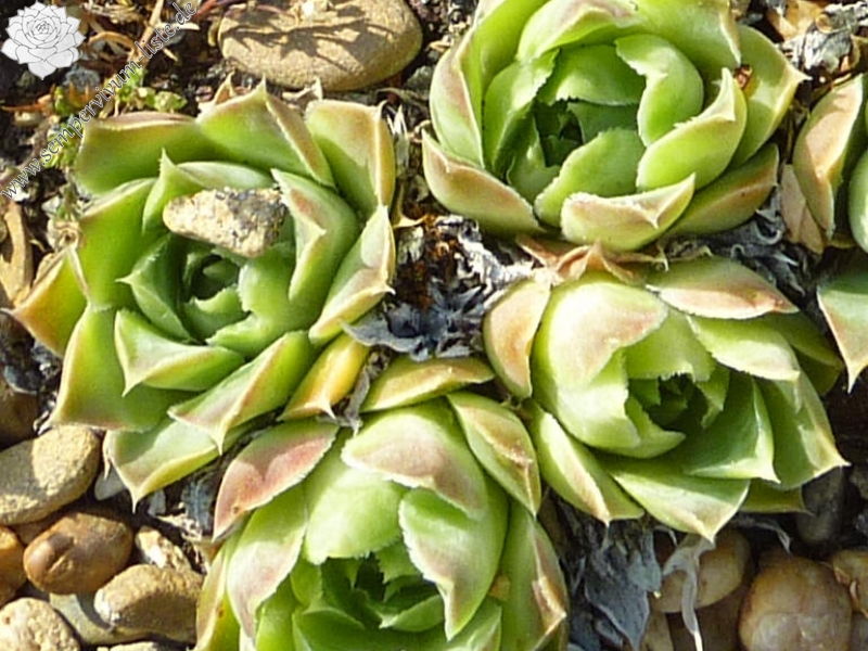 heuffelii from Maje e Ostrovicës (II)