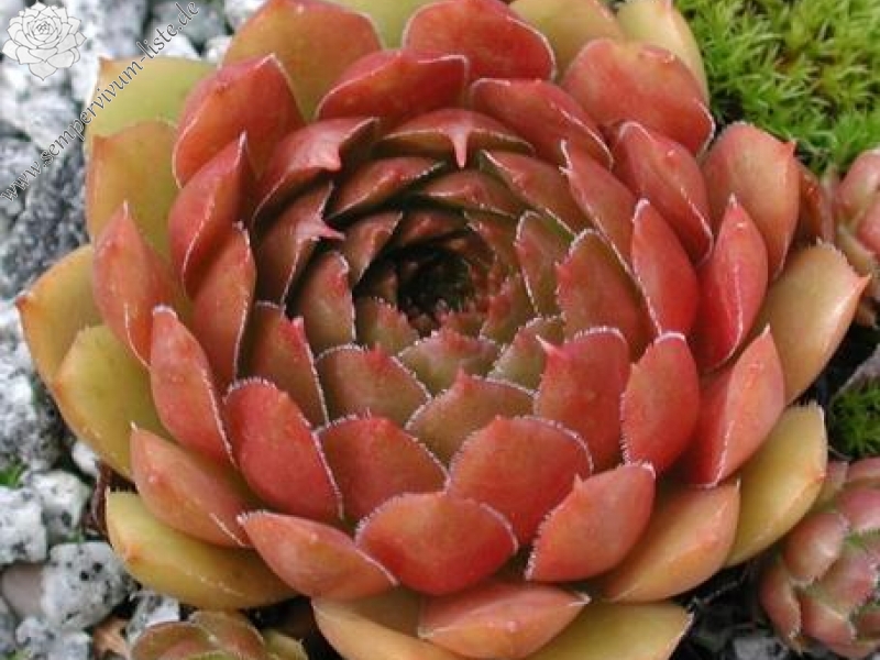 glabrifolium aff. from Macka (Typ PH1113)