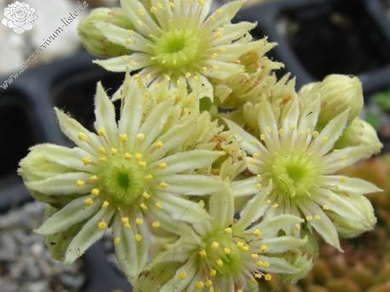 glabrifolium aff. from Macka (Typ PH1113)