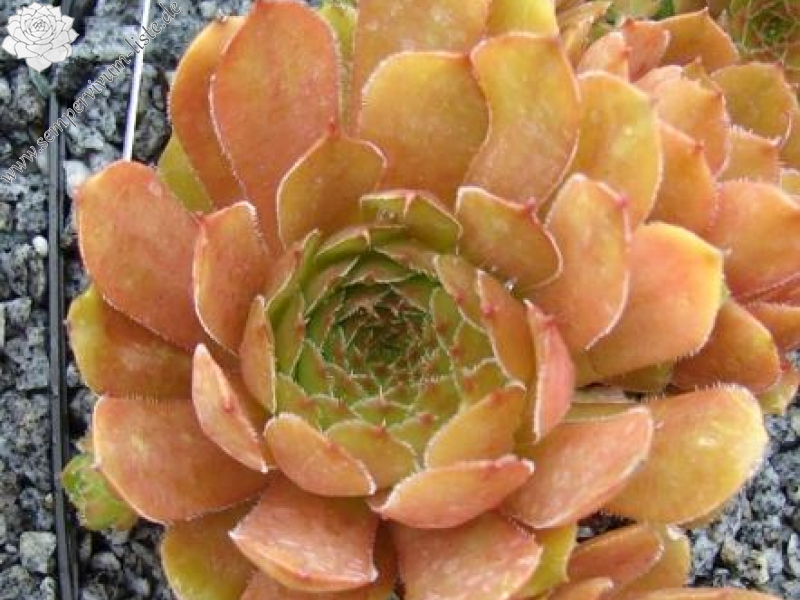 glabrifolium aff. from Macka (Typ PH1113)