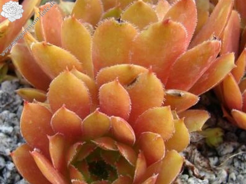 glabrifolium aff. from Macka (Typ PH1113)