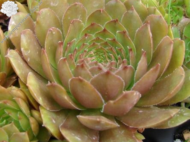 glabrifolium aff. from Macka (Typ PH1113)