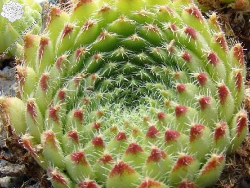 ciliosum (bandericum)