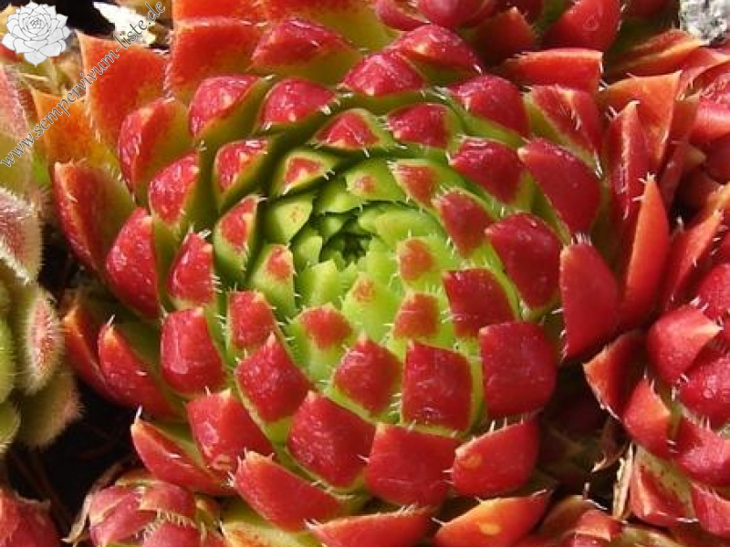 globiferum ssp. hirtum from Pusté sedlo Machnaté Typ B