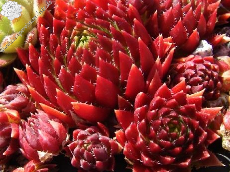 globiferum ssp. hirtum from Pusté sedlo Machnaté Typ B