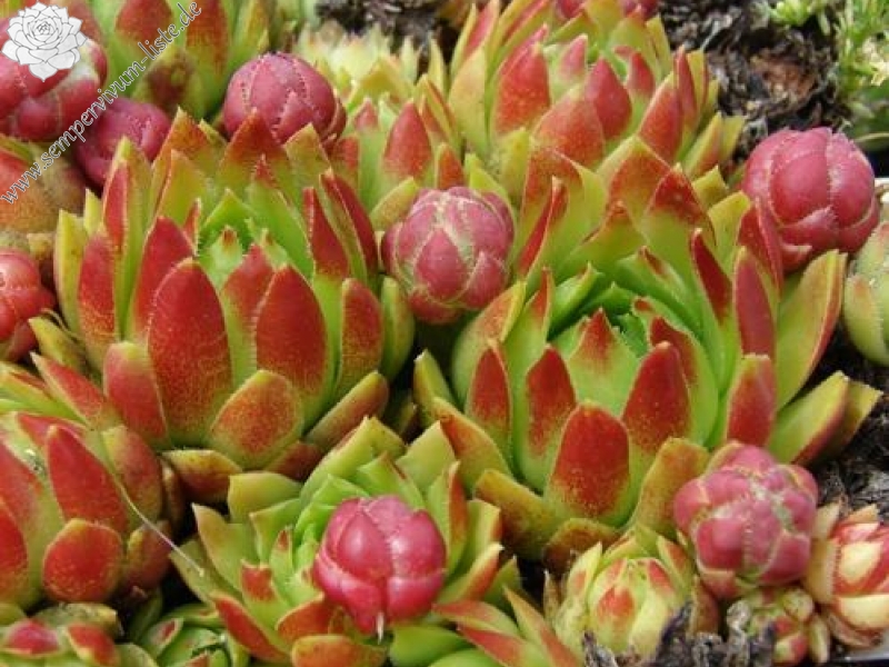 globiferum ssp. hirtum from Štiavnické b. Hodruša-Hámre Typ B