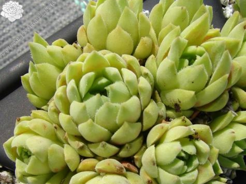 feigeanum (cf.) from Rize (PH1292)