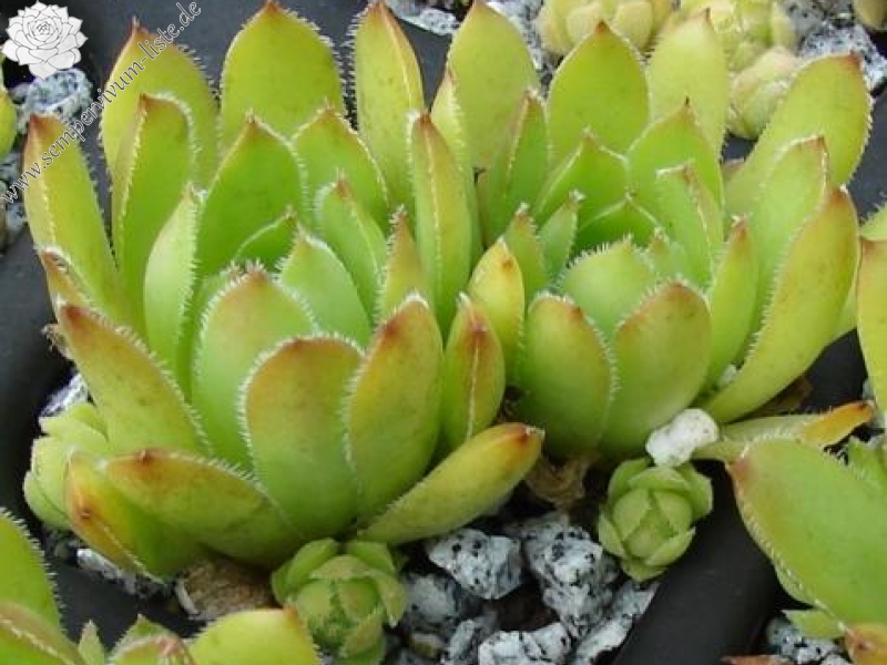 glabrifolium aff. from Macka (Typ PH1298)