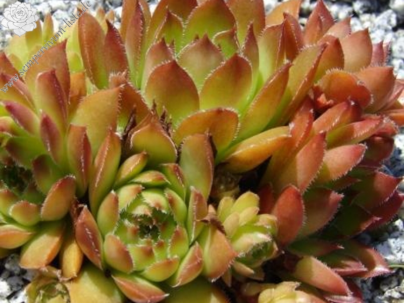 glabrifolium aff. from Macka (Typ PH1298)