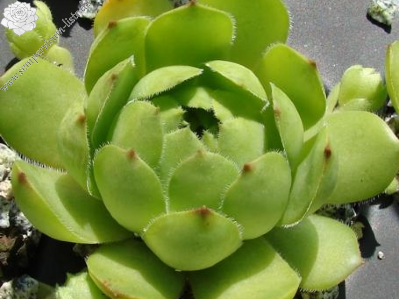 glabrifolium cf. from Mt. Aragac (Typ PH1308)