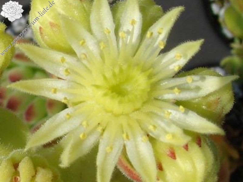 glabrifolium cf. from Mt. Aragac (Typ PH1308)
