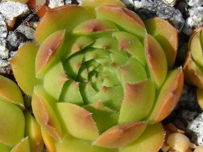 glabrifolium cf. from Mt. Aragac (Typ PH1308)