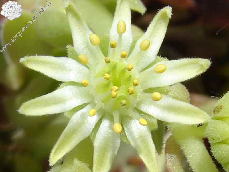 feigeanum from Rize (PH1318)