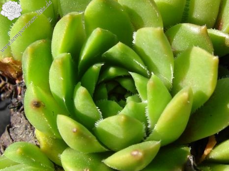 feigeanum from Rize (PH1318)