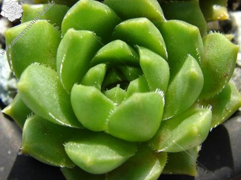 feigeanum from Rize (PH1318)