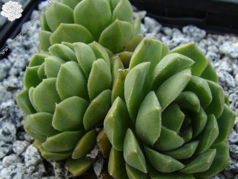 feigeanum (cf.) from Rize (PH1340)