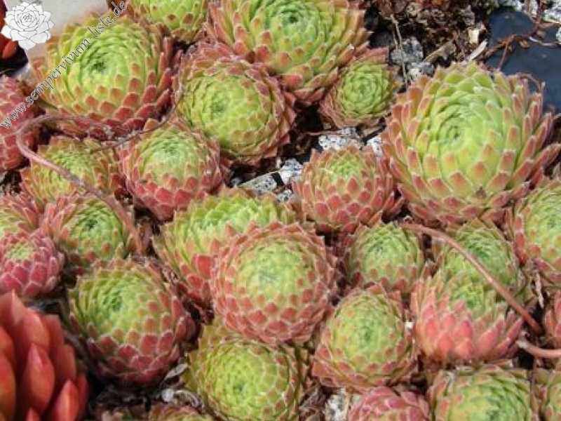 ciliosum ssp. octopodes