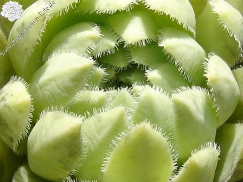 globiferum ssp. lagarinianum from Santuario Madonna della Corona