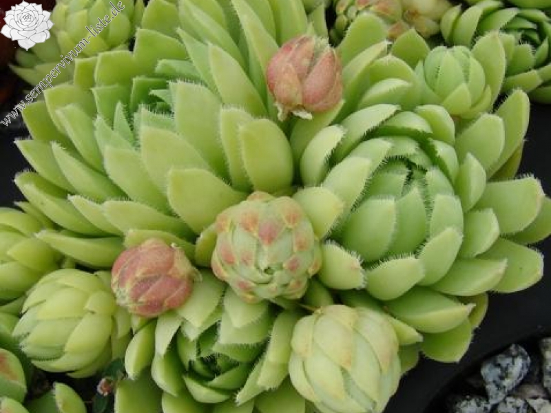 globiferum ssp. lagarinianum from Spiazzi