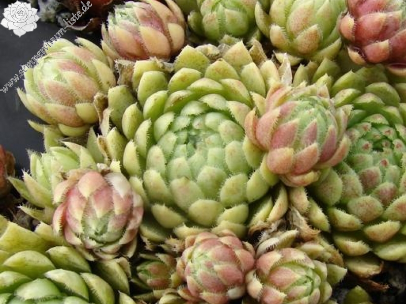 globiferum ssp. lagarinianum from Spiazzi