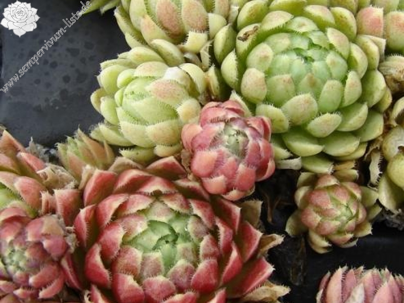 globiferum ssp. lagarinianum from Spiazzi