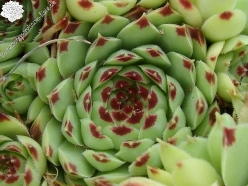 calcareum from Col de Bleine 2