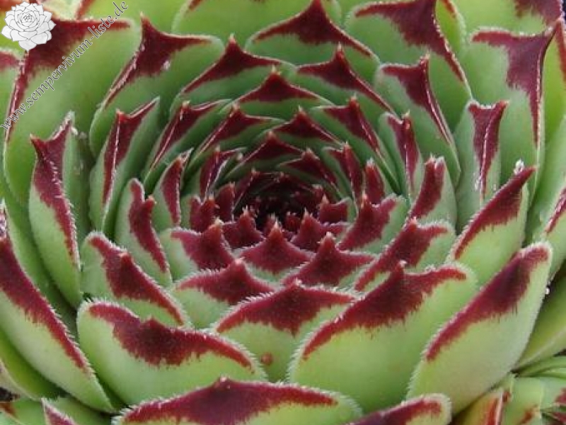 calcareum from Col de Gleize (Typ PH426)