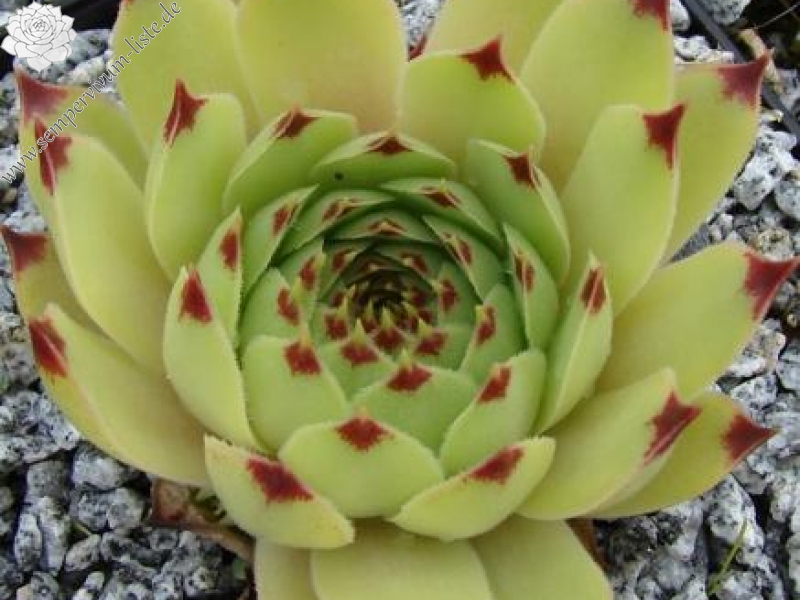 calcareum from Col de Gleize (Typ PH427)