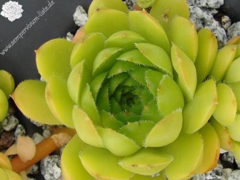 glabrifolium cf. from Mt. Aragac (Typ PH8008)